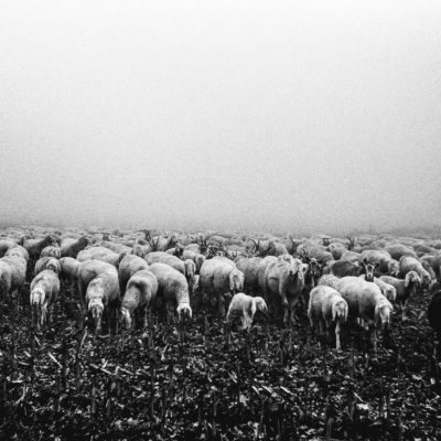 FOG AND SHEEPS